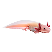 Imagem do produto Axolote